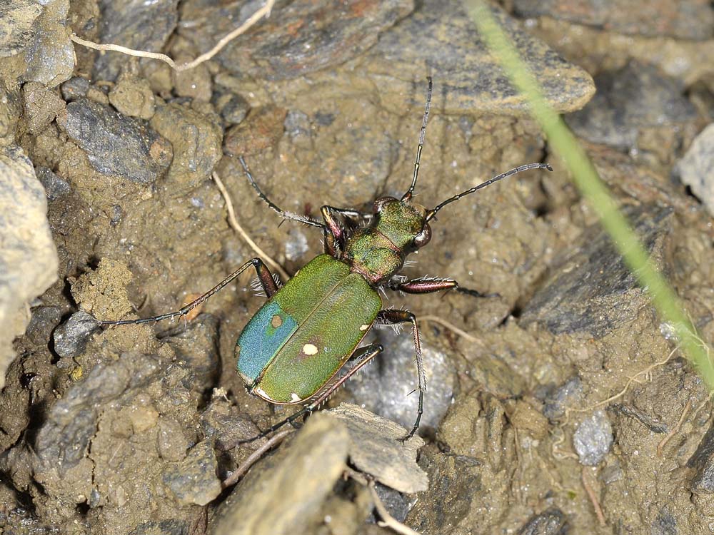 Cicindela con inserto